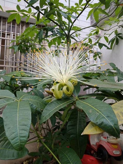 發財樹開花|發財樹也能開花，全靠這秘訣